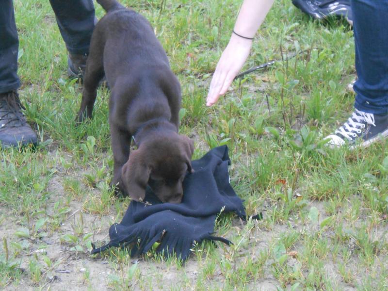 individuelle Hundeschule Birgit Halbritter