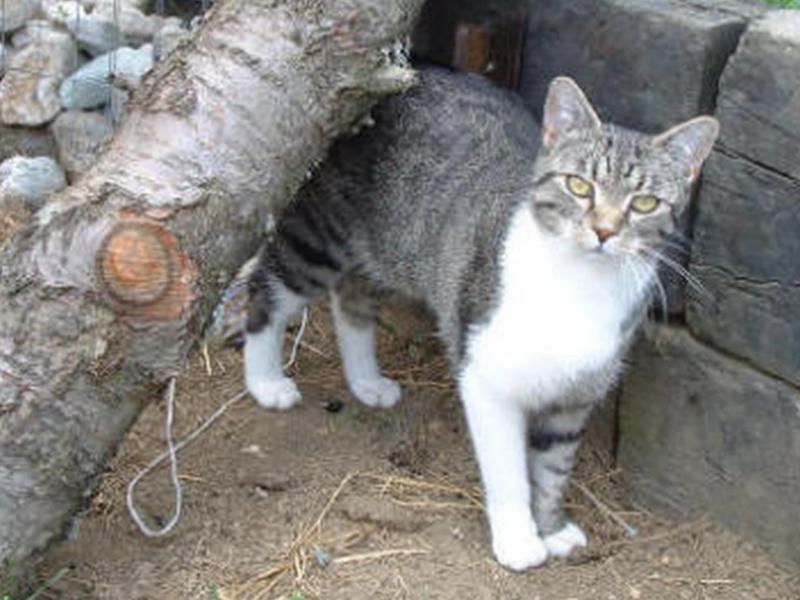 Alexandra Kreller Katzenpension Heidi