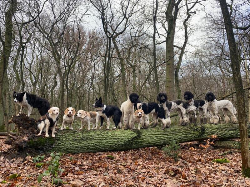 Simone Spooren Hundezentrum Doggydogs