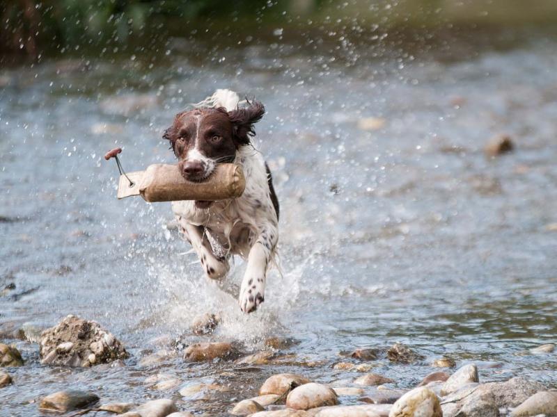 Hundeschule Hundertabenteuer