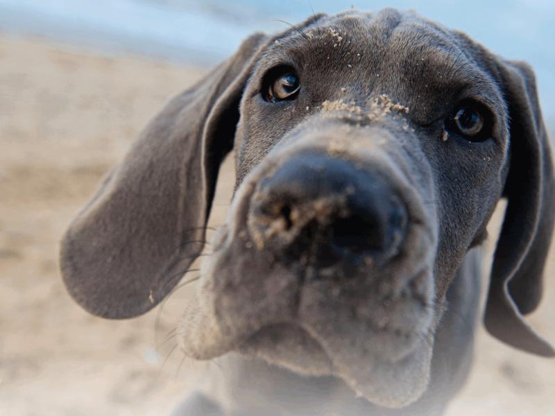 Hundeschule SyMeHu