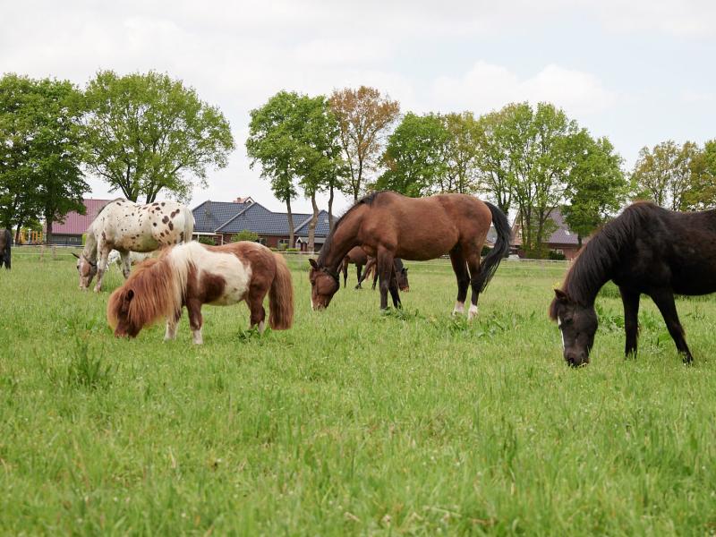 Reitverein Fury Forest e.V.